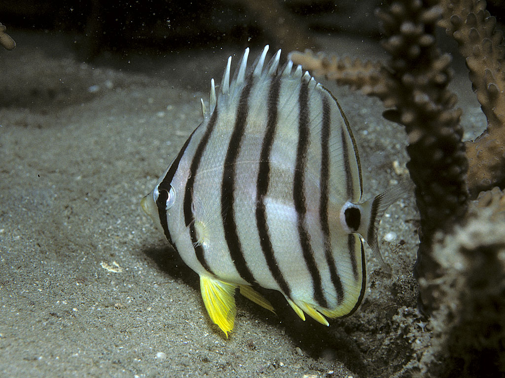 Chaetodon octofasciatus (Pesce farfalla a otto bande)